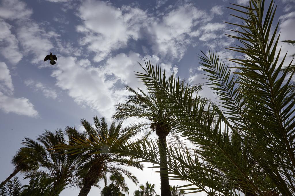 Dar Ayniwen Garden Hotel & Bird Zoo Marrakesh Exterior photo