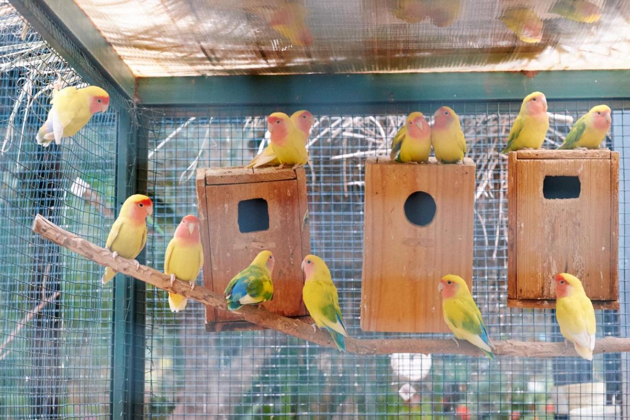 Dar Ayniwen Garden Hotel & Bird Zoo Marrakesh Exterior photo